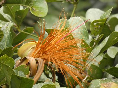 Pachira speciosa, photographed by Luis G Restrepo