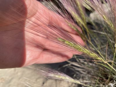 Elymus elymoides, photographed by Bobby McCabe