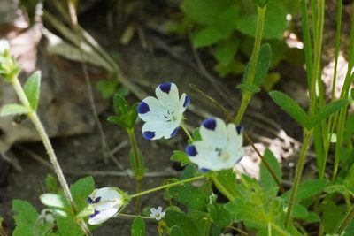 Nemophila maculata, photographed by Steve Woodward
