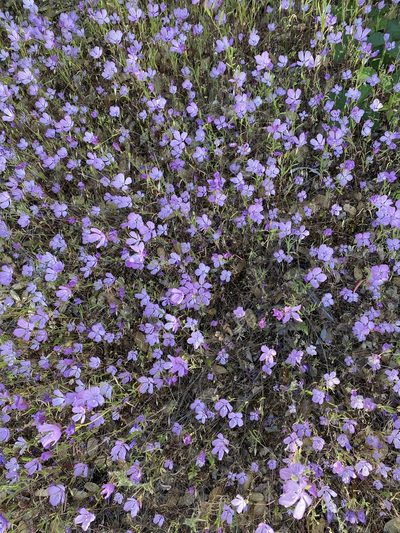 Clarkia dudleyana, photographed by Frances Oliver