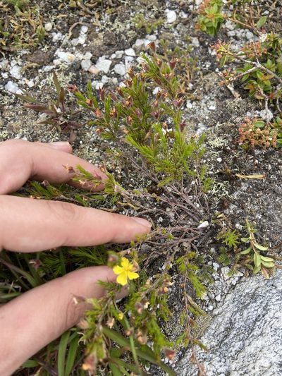 Hudsonia montana, photographed by Brandon Wheeler