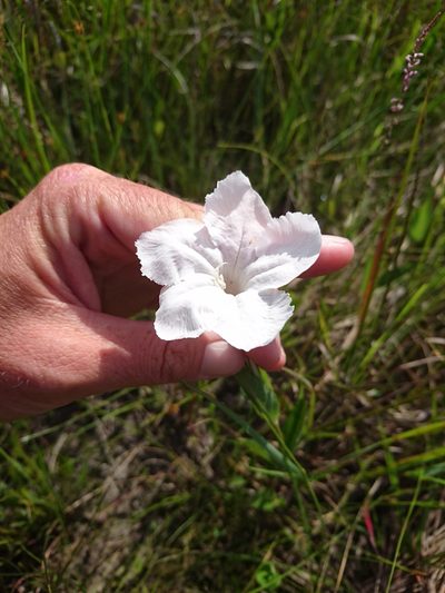 Ruellia noctiflora, photographed by Abby Darrah