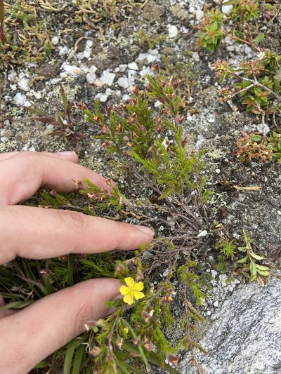Hudsonia montana, photographed by Brandon Wheeler