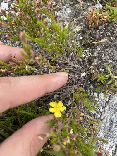 Hudsonia montana, photographed by Brandon Wheeler