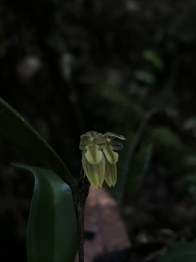 Pleurothallopsis striata, photographed by Nicolás Baresch Uribe