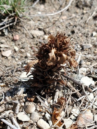 Orobanche ludoviciana, photographed by Chris Friesen