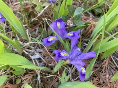 Iris lacustris, photographed by Derek
