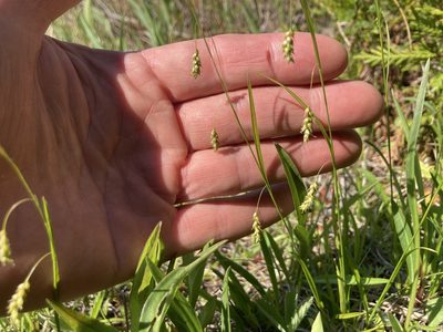Carex capillaris