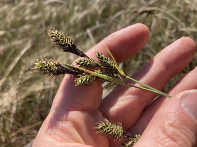Carex buxbaumii, photographed by Derek