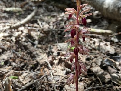 Corallorhiza striata, photographed by Derek