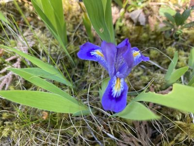 Iris lacustris, photographed by Derek