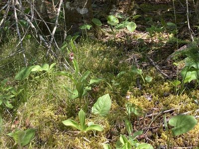 Cypripedium arietinum, photographed by Derek