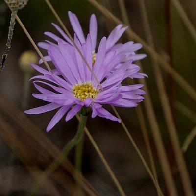 Brachyscome spathulata, photographed by Max Campbell