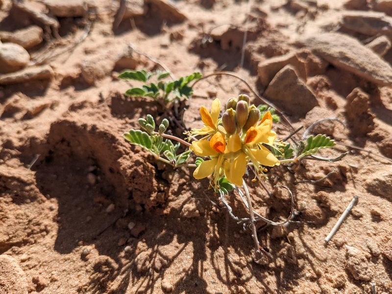 Hoffmannseggia repens, photographed by Dominic Gentilcore