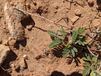 Hoffmannseggia repens, photographed by Dominic Gentilcore