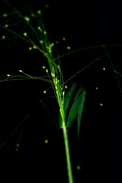 Isachne mauritiana, photographed by Romer N. Rabarijaona