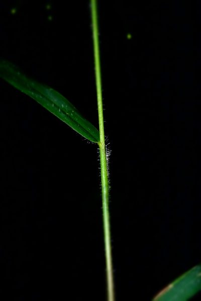 Isachne mauritiana, photographed by Romer N. Rabarijaona
