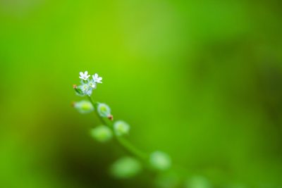 Myosotis macrosperma, photographed by Melissa McMasters