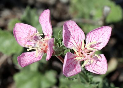 Oenothera canescens, photographed by Catherine C. Galley