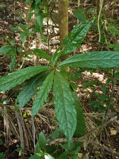 Pittosporum rubiginosum, photographed by Isaiah Findley
