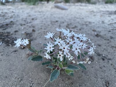Abronia carnea, photographed by Bobby McCabe
