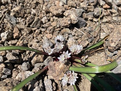 Allium obtusum, photographed by Peter Garber