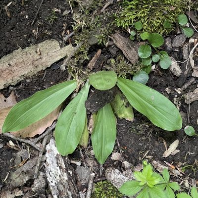 Chamaelirium luteum, photographed by Summit Metro Parks