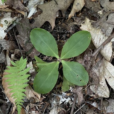 Chamaelirium luteum, photographed by Summit Metro Parks