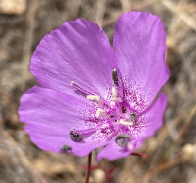 Clarkia lewisii, photographed by Henrik Kibak