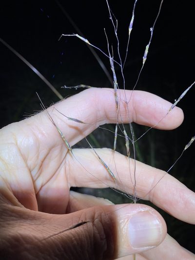 Chrysopogon sylvaticus, photographed by Greg Tasney