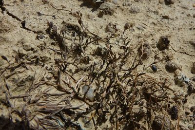 Lepidium kirkii, photographed by John Barkla