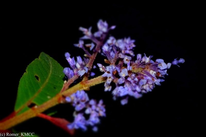 Plectranthus vestitus, photographed by Romer N. Rabarijaona