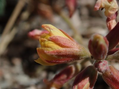 Hoffmannseggia drepanocarpa, photographed by Nolan Exe