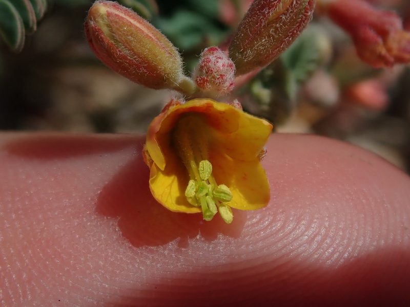 Hoffmannseggia drepanocarpa, photographed by Nolan Exe