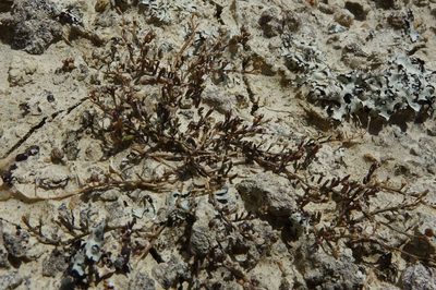 Lepidium kirkii, photographed by John Barkla