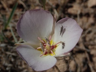 Calochortus flexuosus, photographed by Nolan Exe