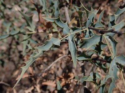 Berberis haematocarpa, photographed by Nolan Exe