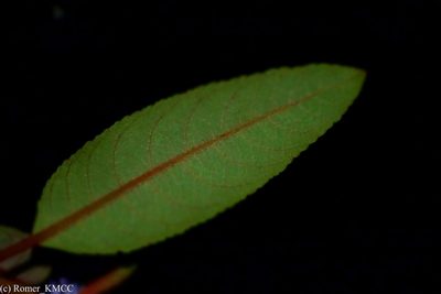 Plectranthus vestitus, photographed by Romer N. Rabarijaona