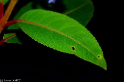 Plectranthus vestitus, photographed by Romer N. Rabarijaona