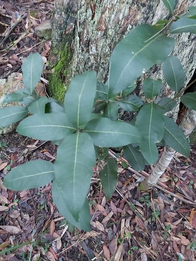 Notelaea venosa, photographed by Tim