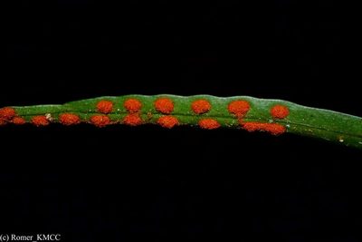 Lepisorus excavatus, photographed by Romer N. Rabarijaona