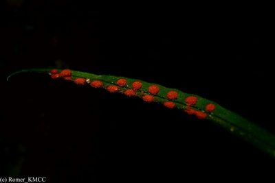 Lepisorus excavatus, photographed by Romer N. Rabarijaona