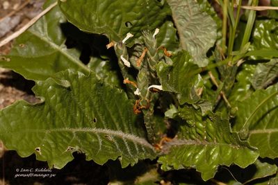 Elytraria acaulis, photographed by i_c_riddell