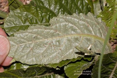 Elytraria acaulis, photographed by i_c_riddell