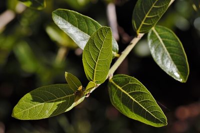 Ficus capreifolia, photographed by i_c_riddell