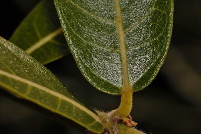 Ficus capreifolia, photographed by i_c_riddell