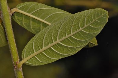 Ficus capreifolia, photographed by i_c_riddell