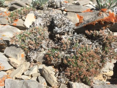 Paronychia sessiliflora, photographed by Cecelia Alexander