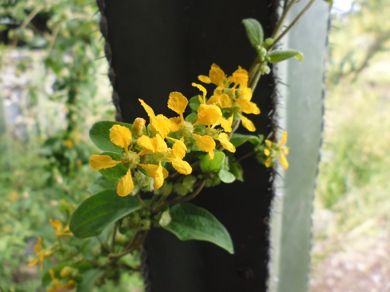 Aspicarpa cynanchoides, photographed by monictoz