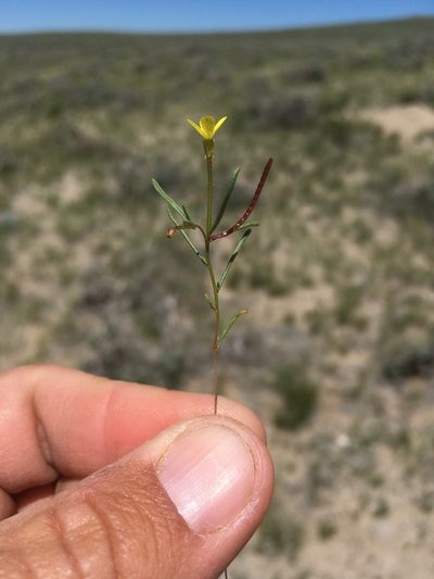 Camissonia parvula, photographed by Cecelia Alexander